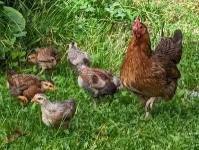 Haustiere sind auf dem Campingplatz Moulin des Sablons willkommen