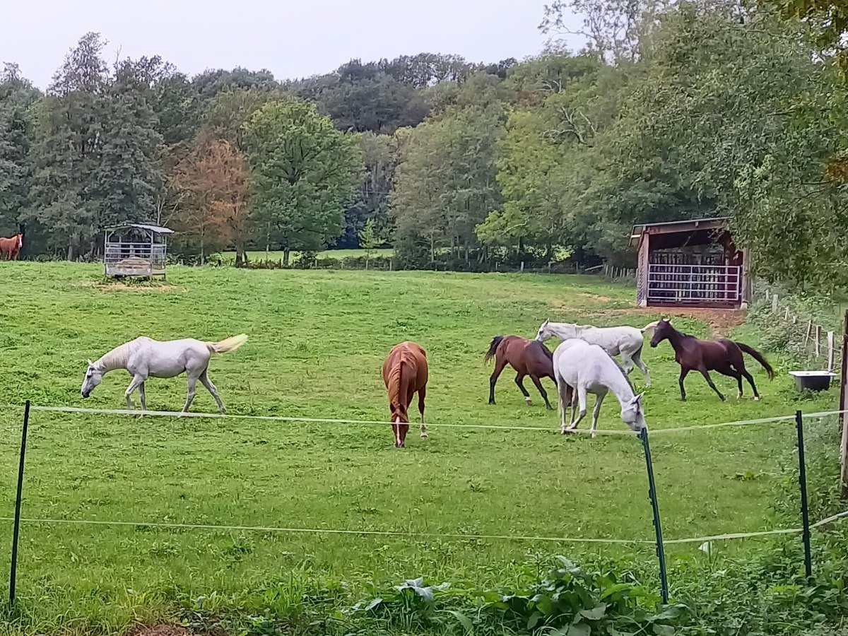 Grazen in de wei