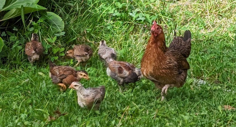 Moulin des Sablons is een kleinschalige boerderijcamping en gîte.