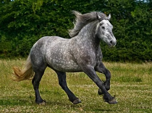 Percheron paard, de trots van de streek.